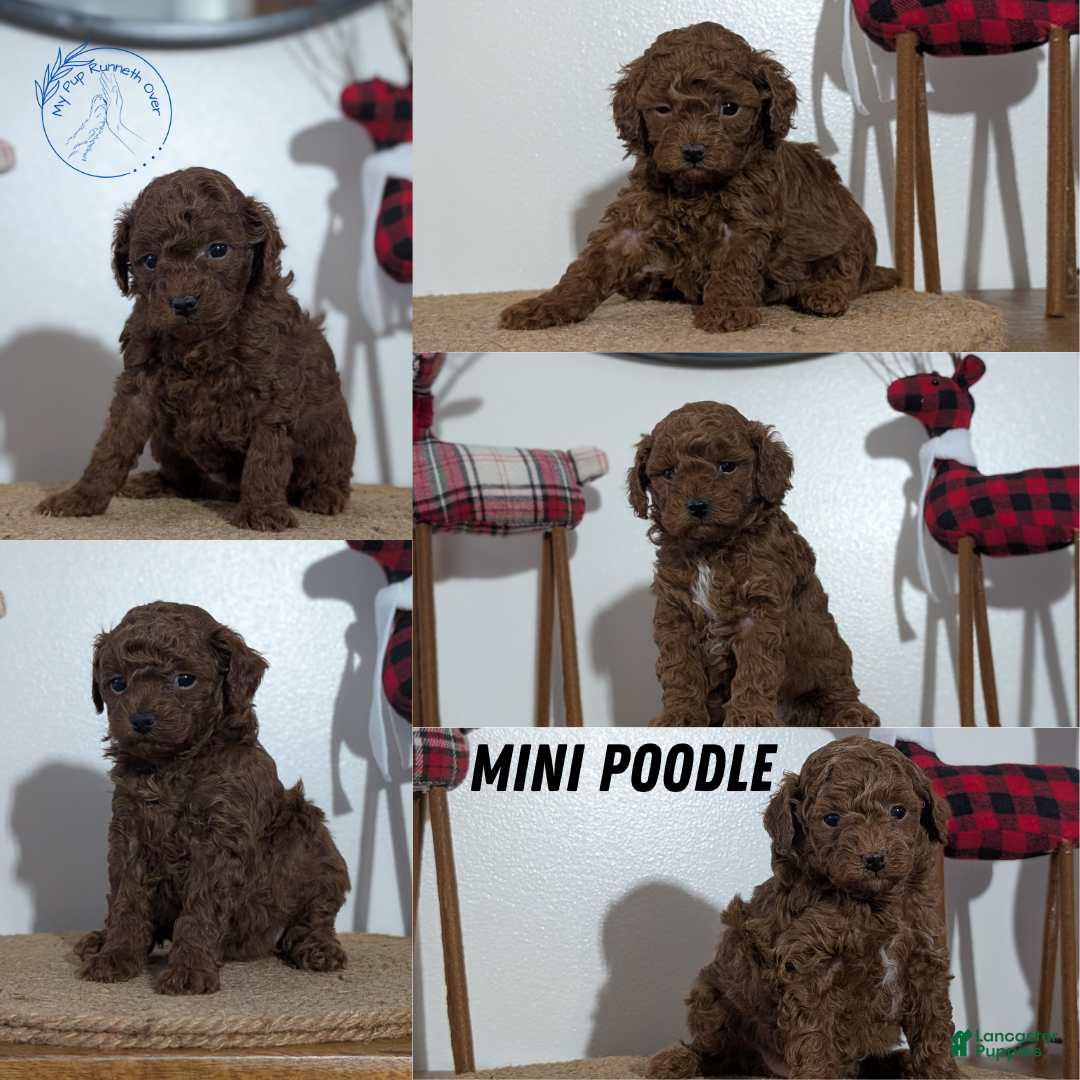 Miniature Poodle dogs for sale: Mason - Ad 9