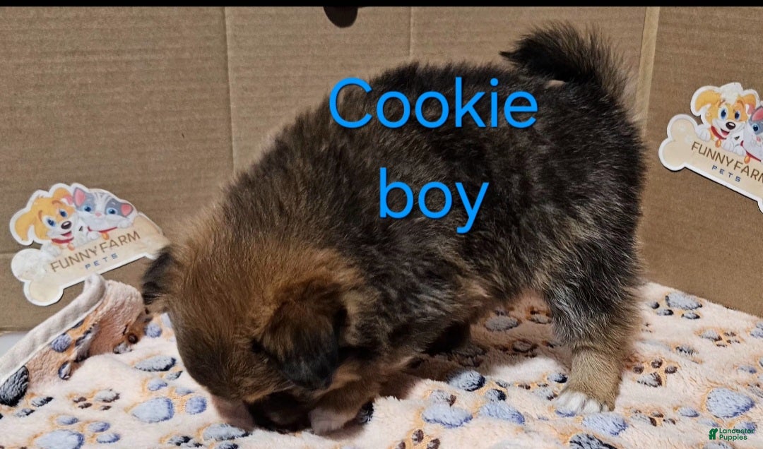 Pomeranian dogs for sale: Aussiepom "Cookie" - Ad 3
