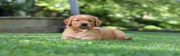 Golden Retriever dogs for sale: Ollie - Ad 9