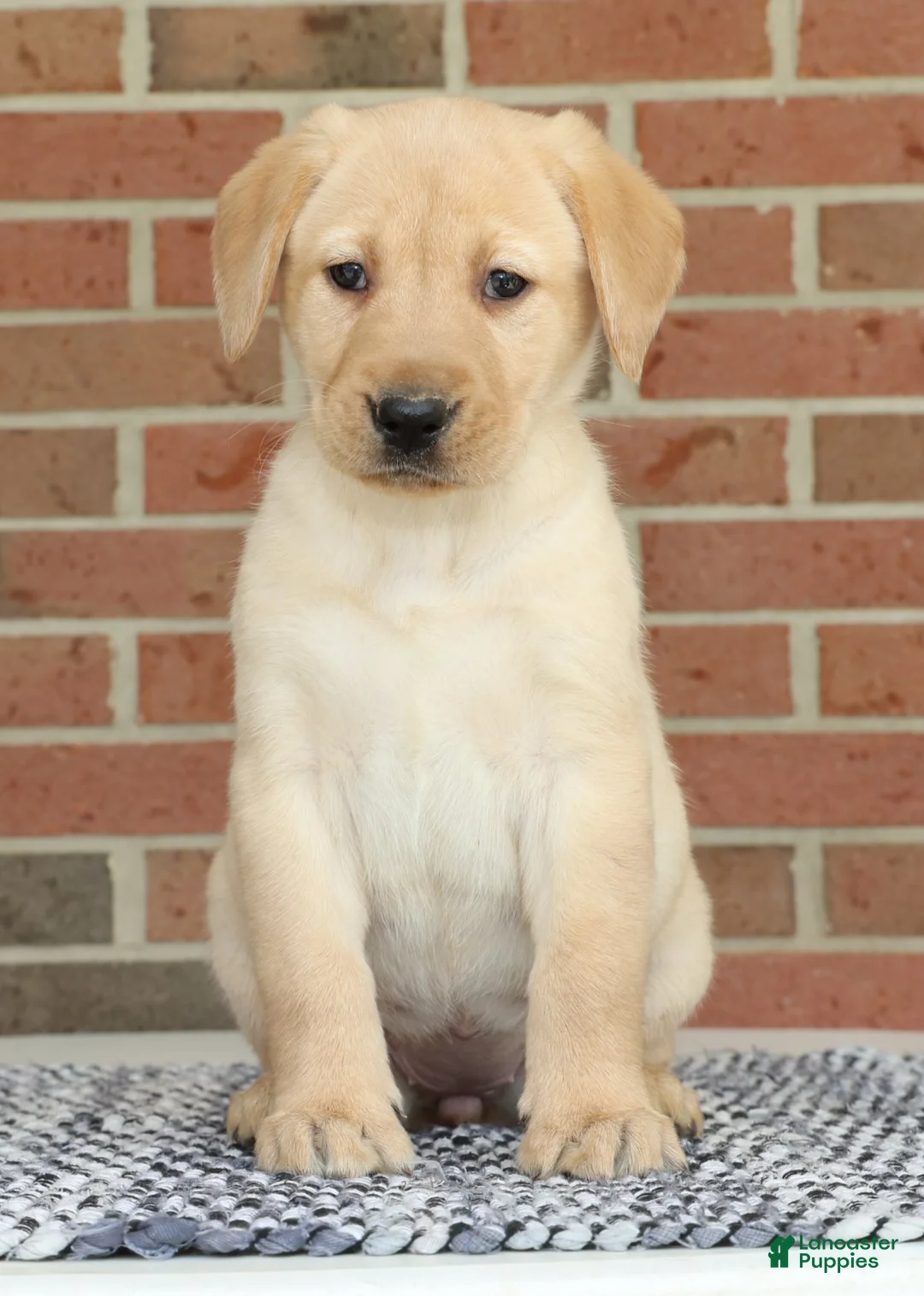 Labrador Retriever dogs for sale: Beth - Ad 2
