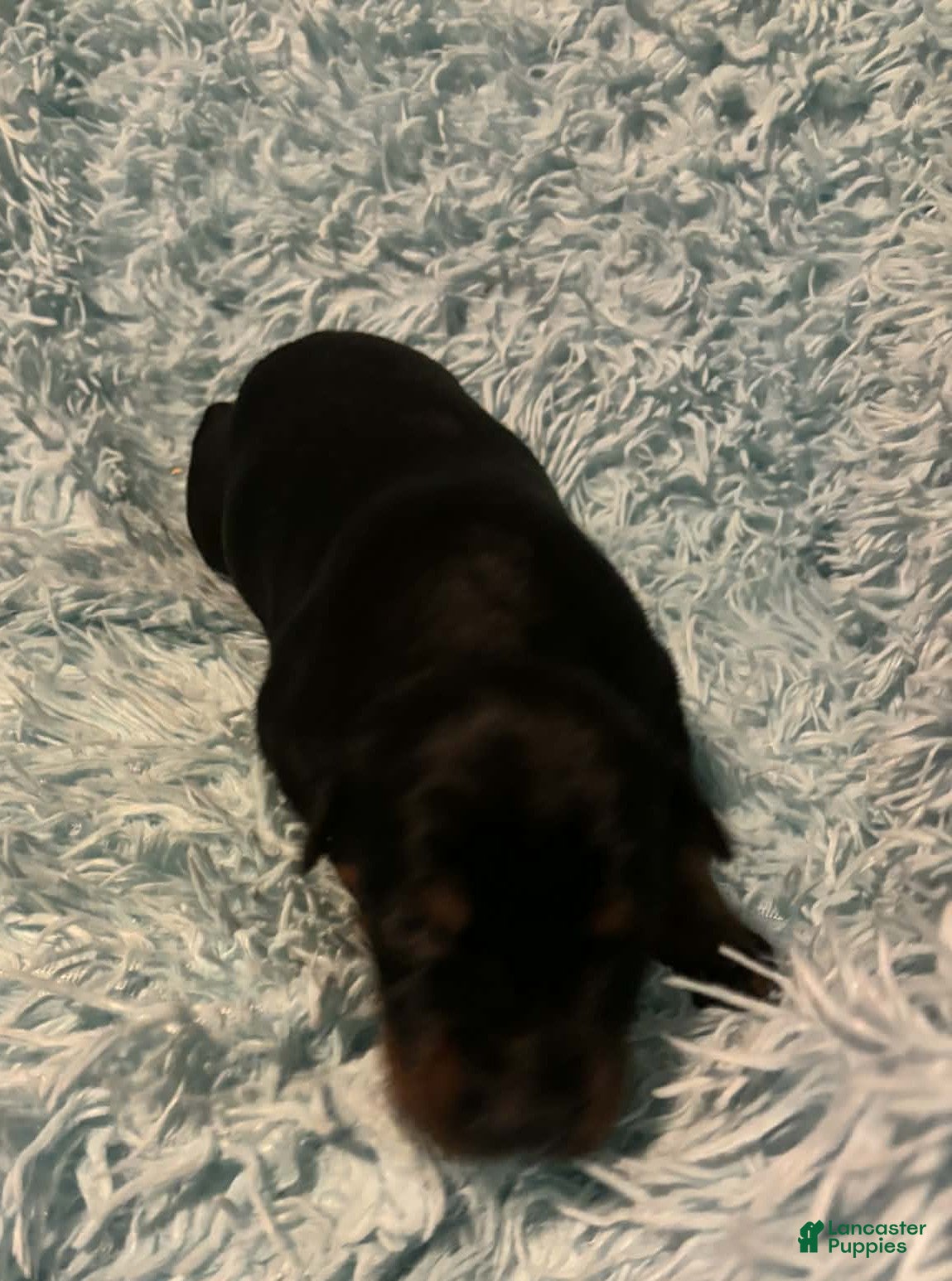 Doberman Pinscher dogs Male 4 with ear crop - Ad 27