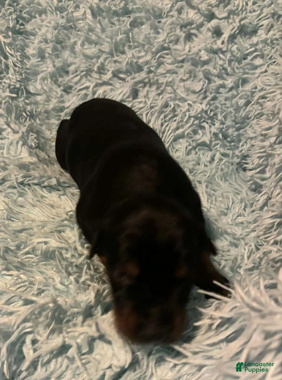 Doberman Pinscher dogs for sale: Male 4 with ear crop - Ad 1