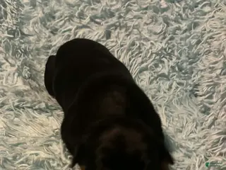 Doberman Pinscher dogs Male 4 with ear crop - Ad 27