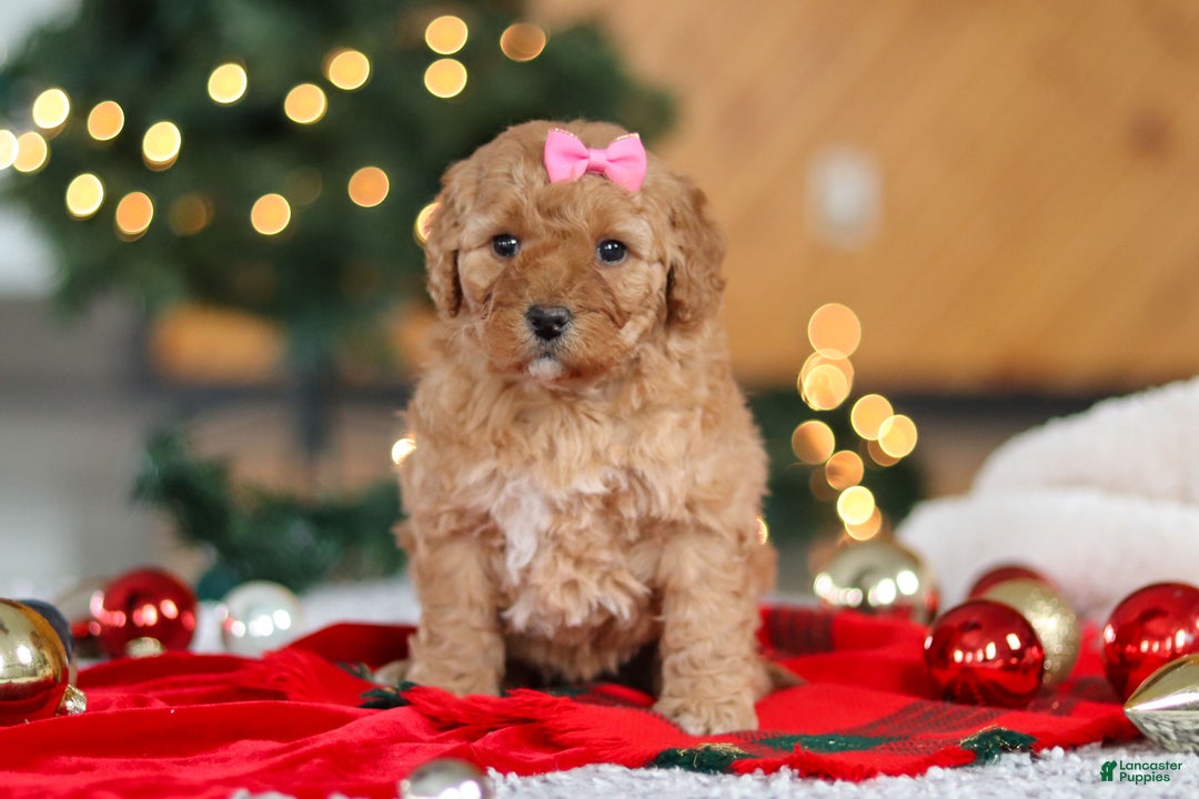 Mini Goldendoodle dogs for sale: Belle  - Ad 5