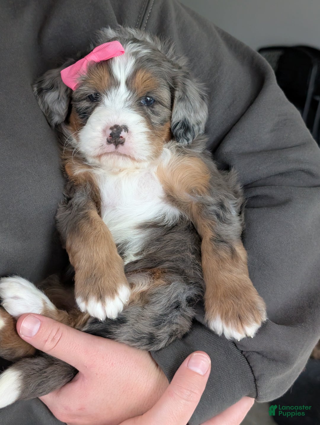 Mini Bernedoodle dogs for sale: Mini Indy  - Ad 23