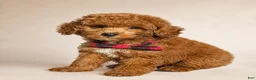 Mini Goldendoodle dogs for sale: S'More - Deep Red S’more – Petite Mini Goldendoodle – Gorgeous Coloring - Ad 4