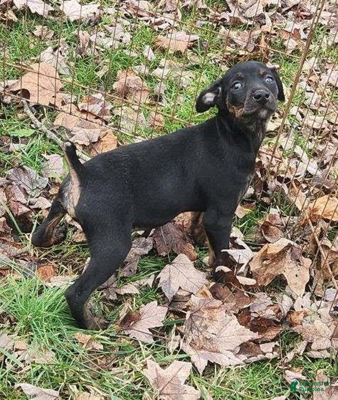 Miniature Pinscher dogs for sale: Rocko - Ad 3