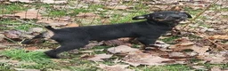 Miniature Pinscher dogs for sale: Rocko - Ad 3