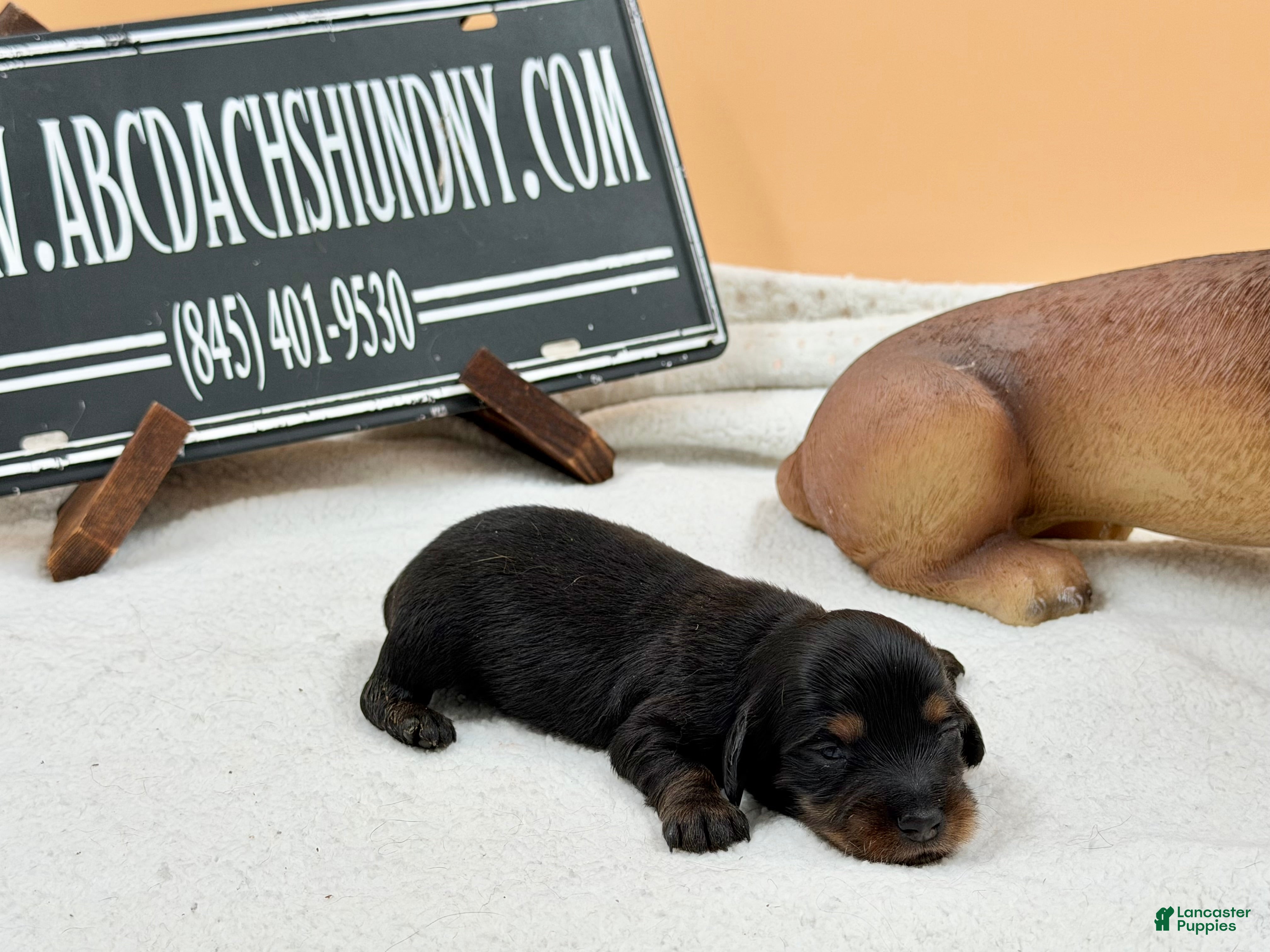 Miniature Dachshund dogs Grand Ch sired - Ad 20
