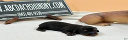 Miniature Dachshund dogs for sale: Grand Ch sired - Ad 1