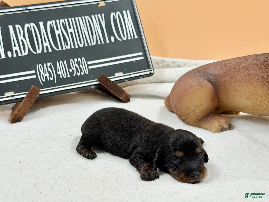 Miniature Dachshund dogs for sale: Grand Ch sired - Ad 1
