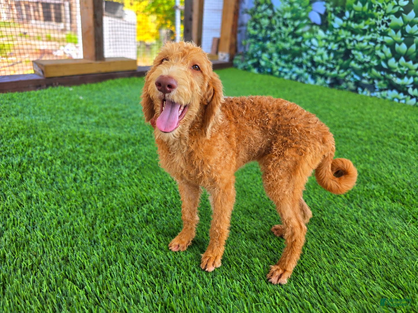 Labradoodle dogs Honey - Ad 41
