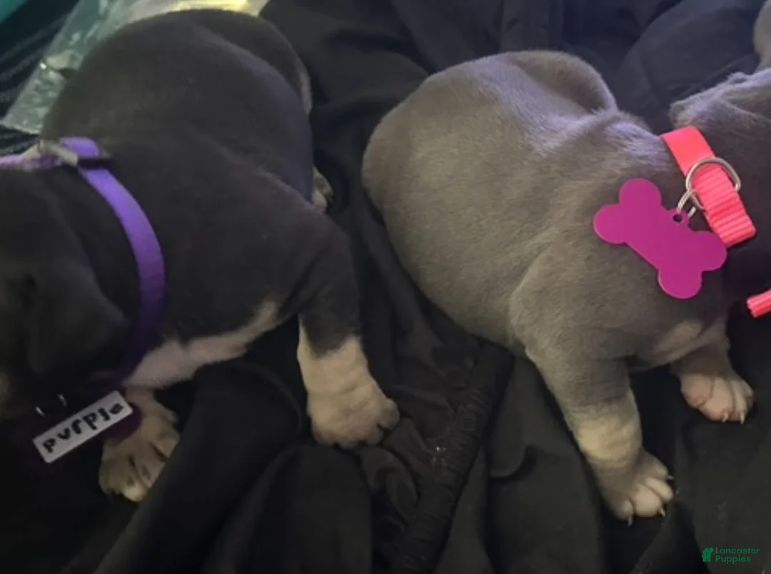 American Bully dogs for sale: American Bully Puppy 1 - Ad 8