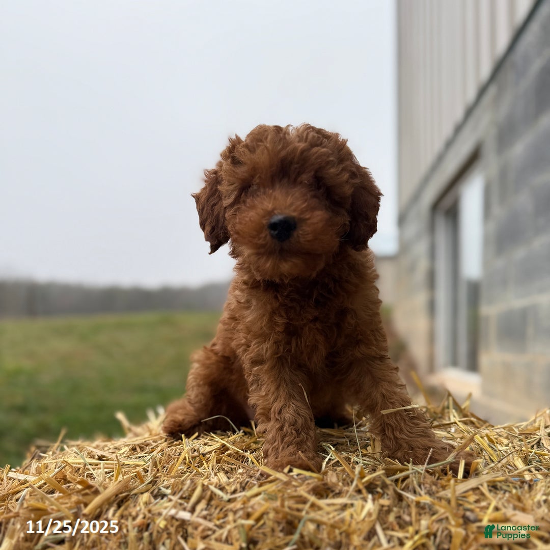 Irish Doodle dogs for sale: Fancy - Ad 1