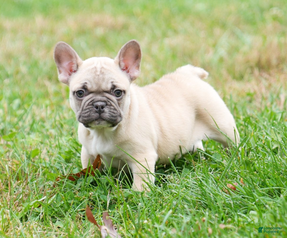 French Bulldog dogs Candice - Ad 3