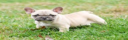 French Bulldog dogs for sale: Candice - Ad 1