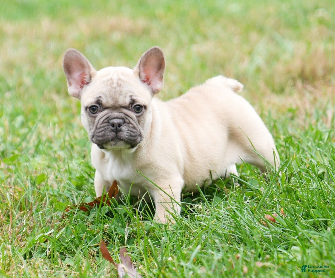 French Bulldog dogs for sale: Candice - Ad 1