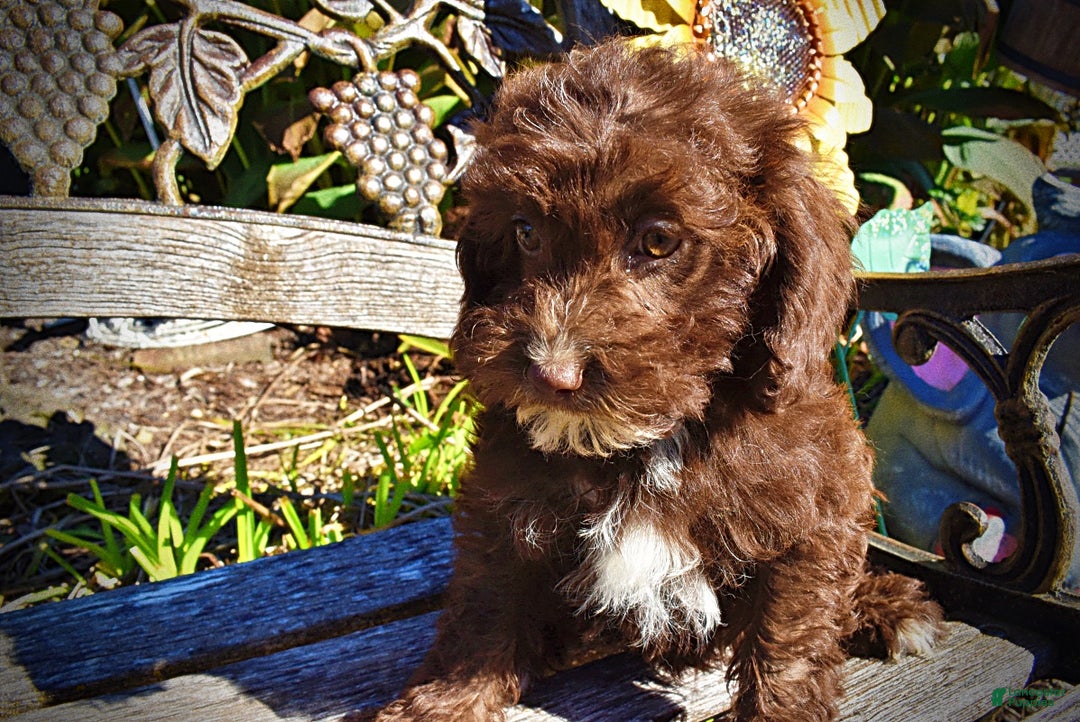 Havapoo dogs for sale: Gonzo  - Ad 4