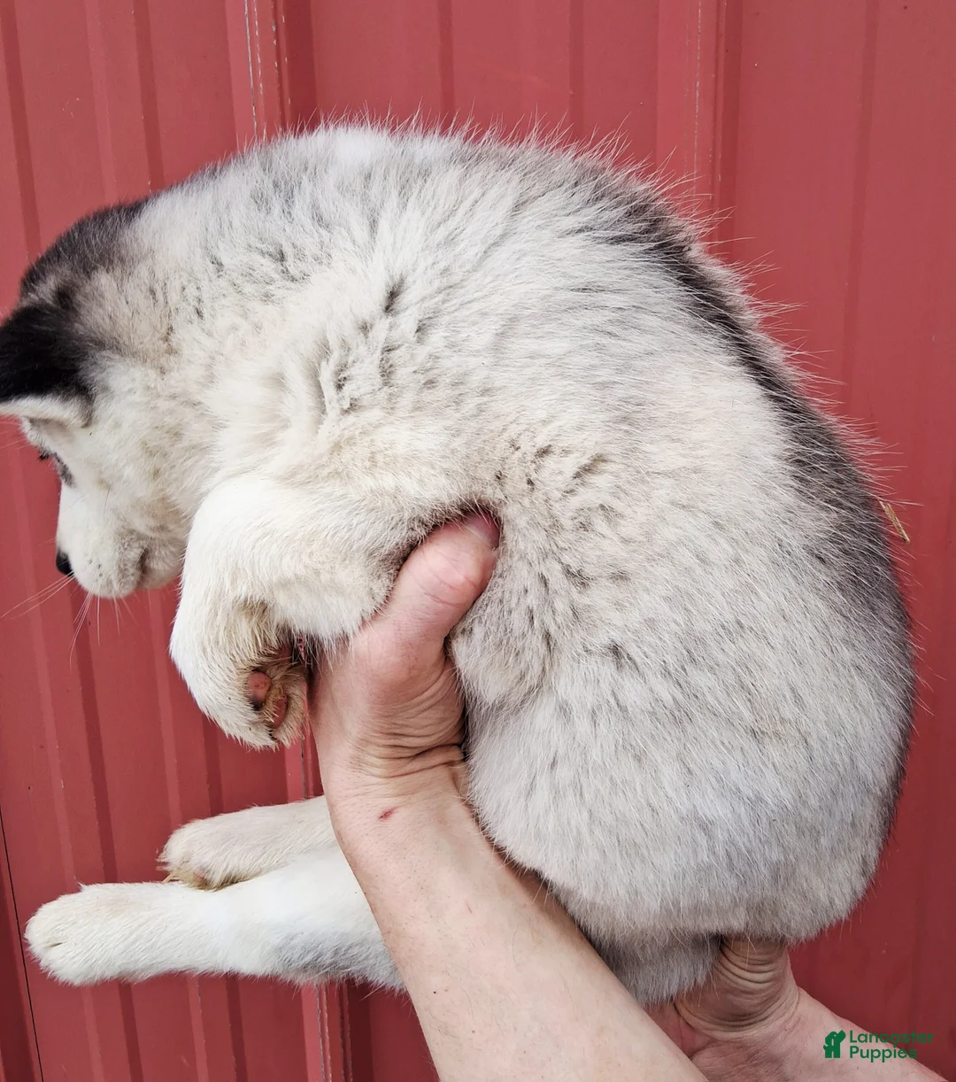 Siberian Husky dogs for sale: Maggy - Ad 2