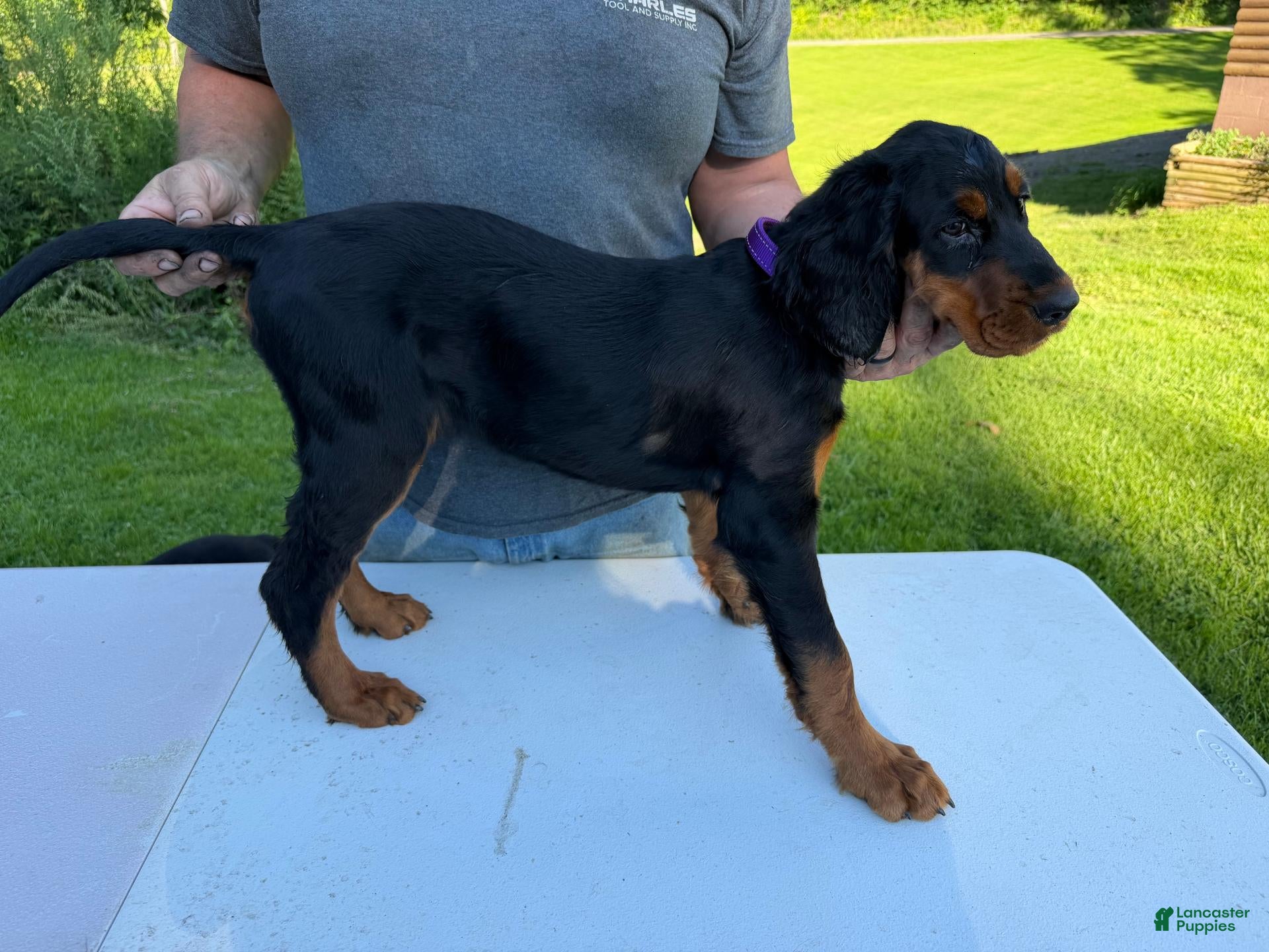 Gordon Setter dogs Purple Girl - Ad 2