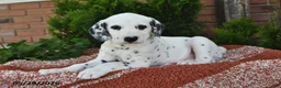Dalmatian dogs for sale: Ike - Ad 4