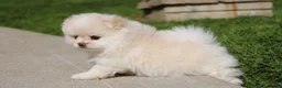 Pomeranian dogs for sale: Lola - Ad 6