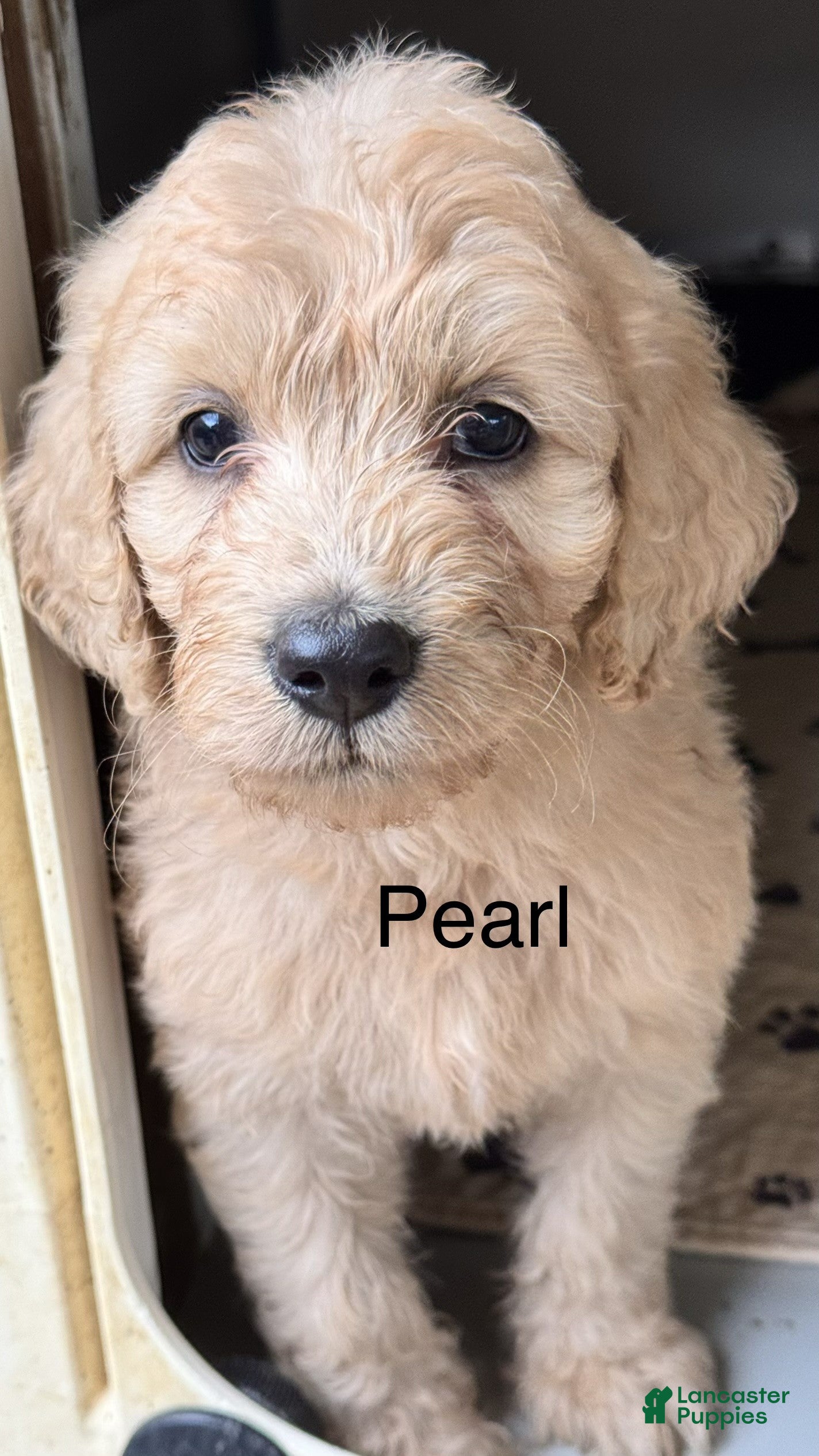 Mixed Breed dogs Pearl - Ad 1
