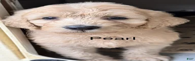 Pearl