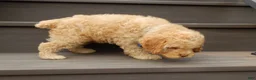 Cockapoo dogs for sale: Teddy - Ad 4