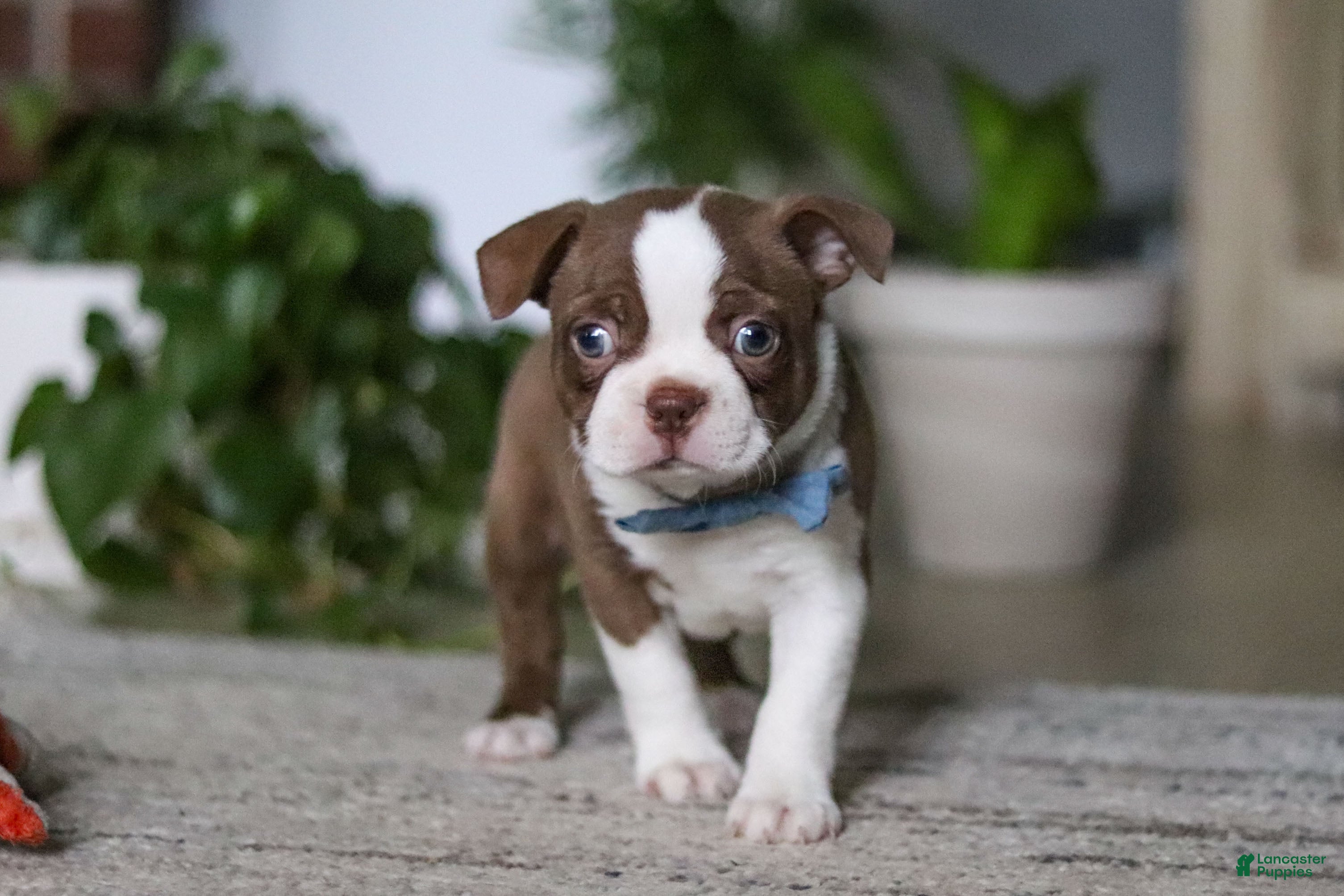 Boston Terrier dogs Kian - Ad 2