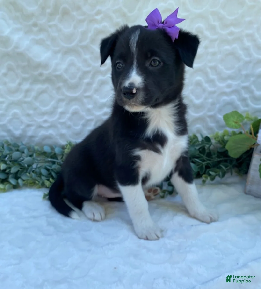Border Collie dogs for sale: Posey - Ad 2
