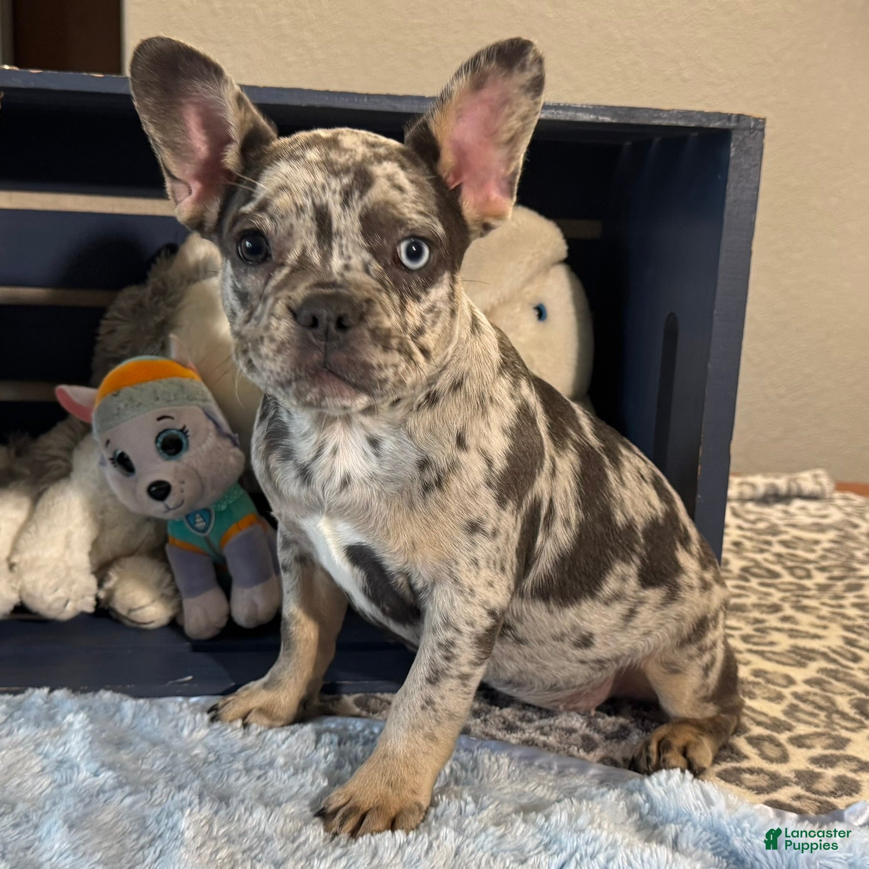 French Bulldog dogs Chrissy - Ad 37