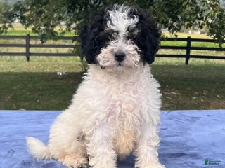 Mini Bernedoodle dogs - Ad 35