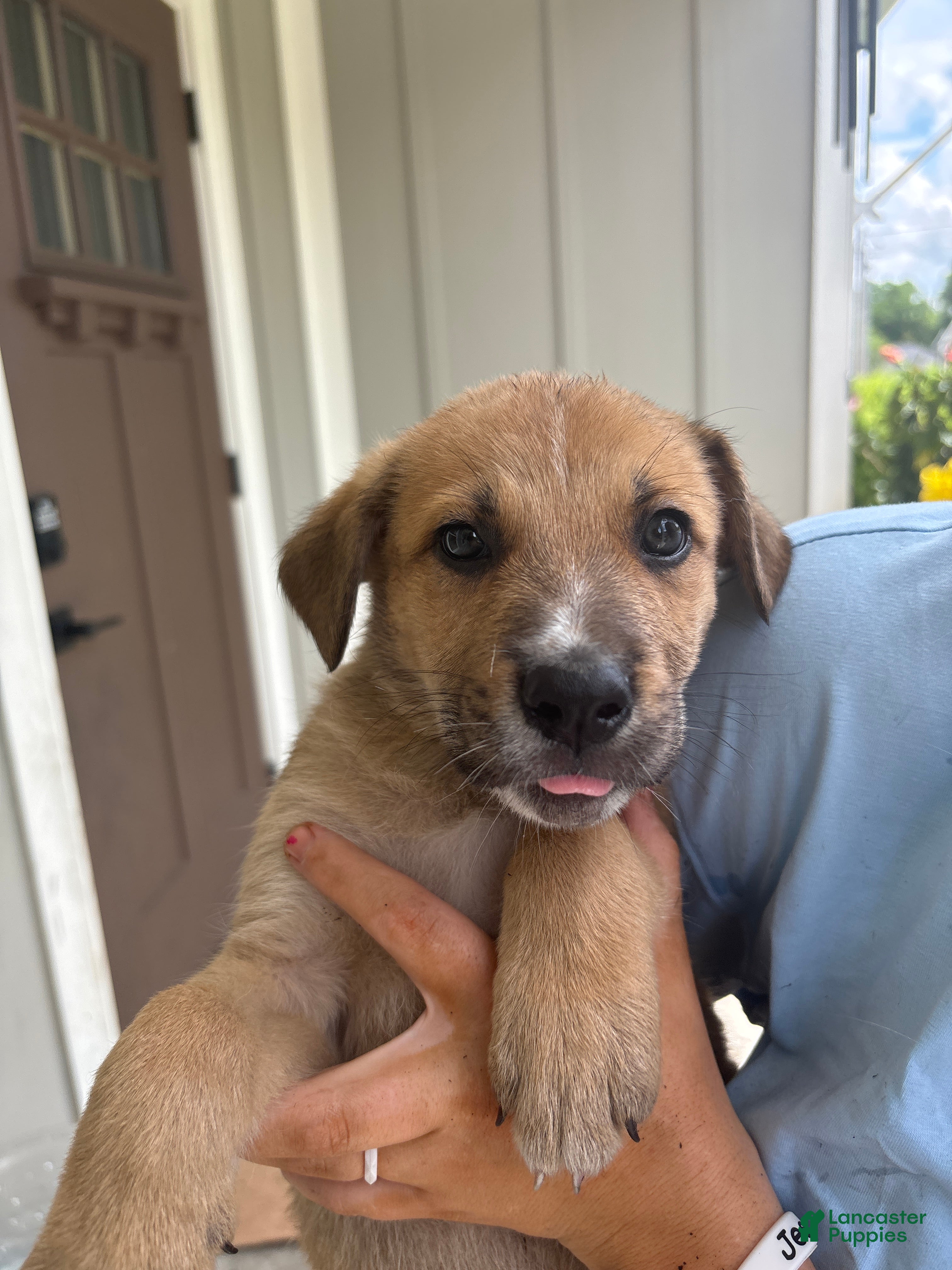 Mixed Breed dogs Mixed Breed Puppy 7 - Ad 4