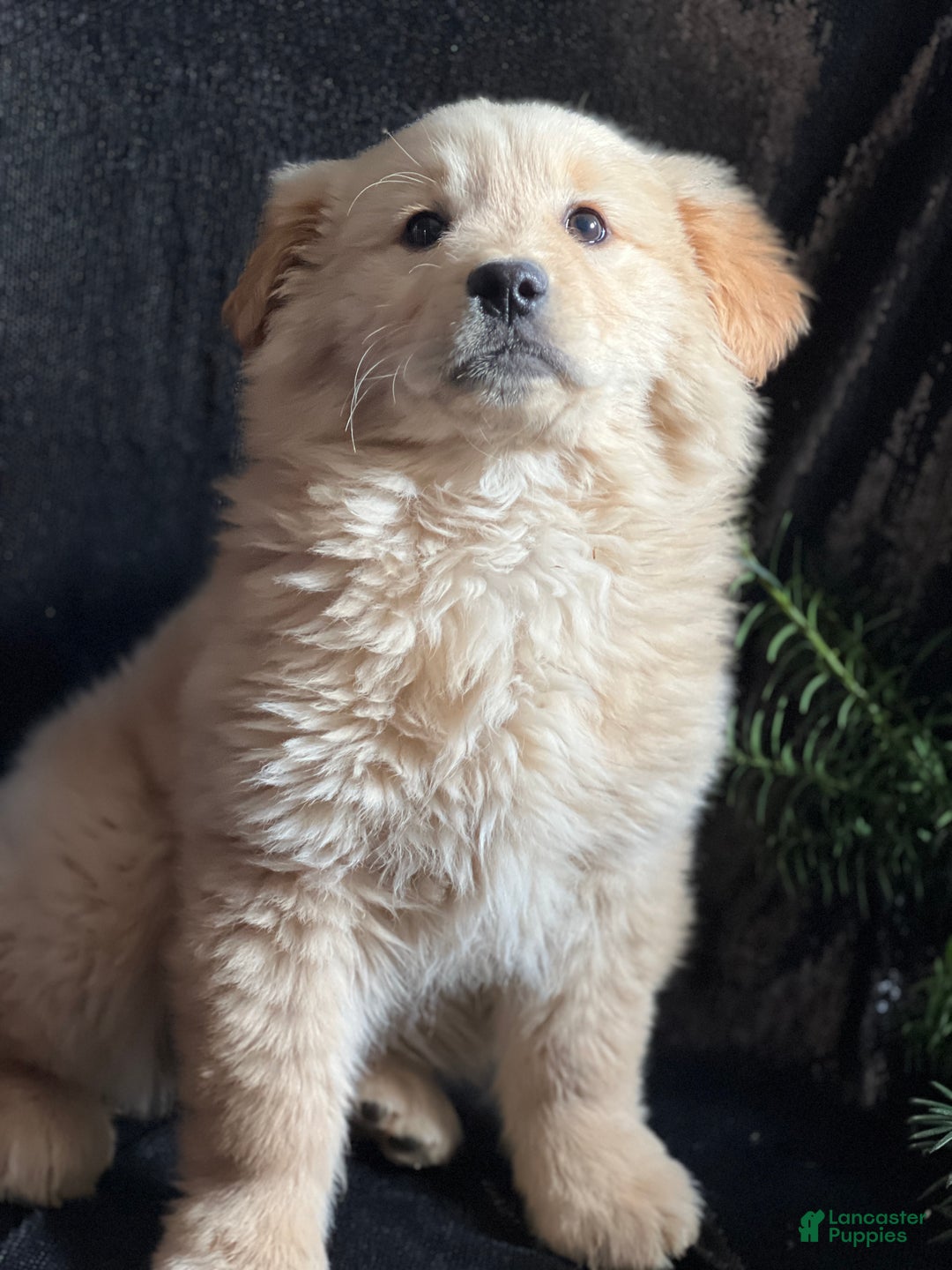 Golden Retriever dogs for sale: Golden Retriever Puppy 1 - Ad 1