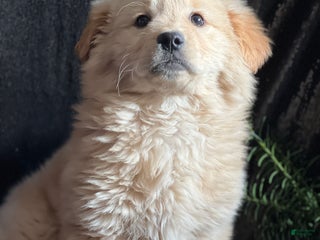 Golden Retriever dogs Golden Retriever Puppy 1 - Ad 20