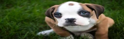 Boxer dogs for sale: Dirk - Ad 5