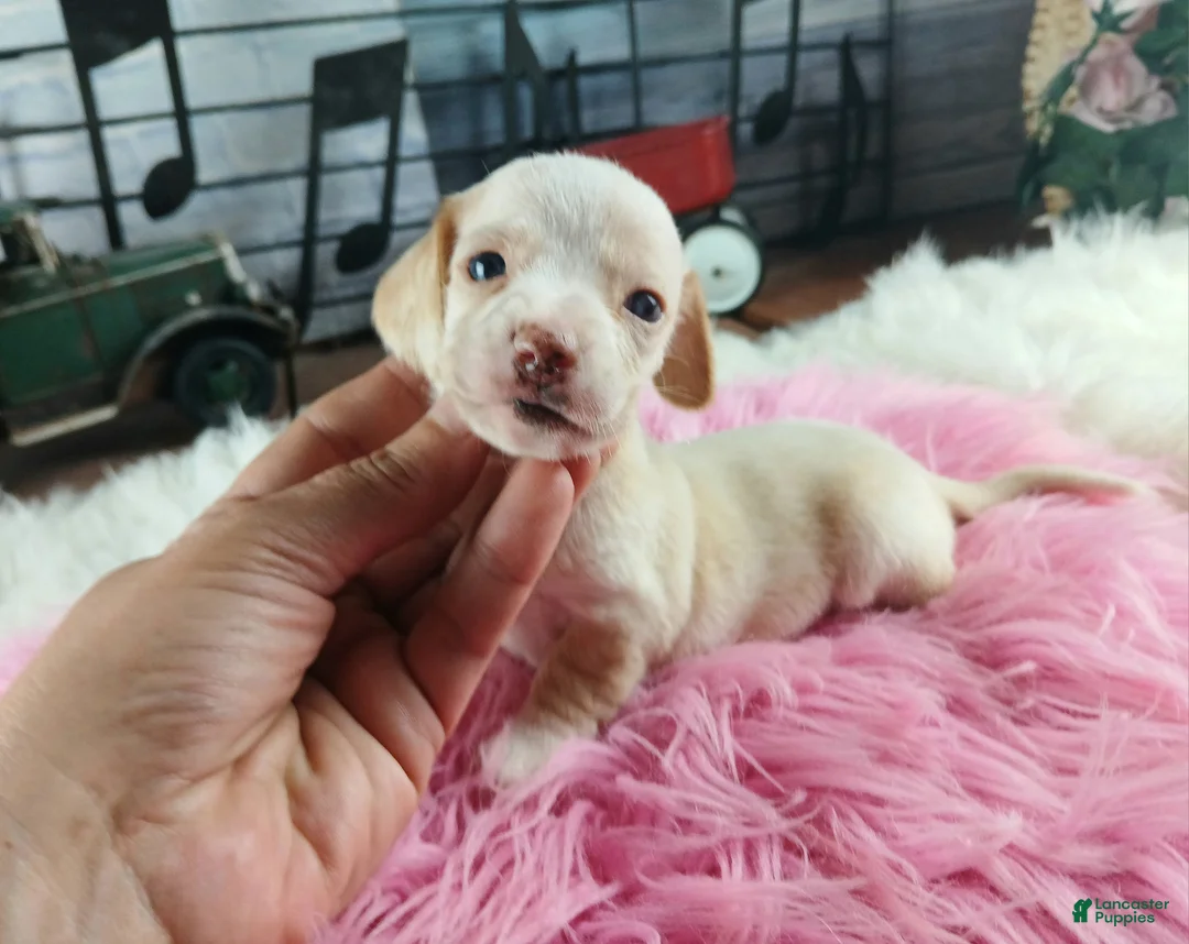 Dachshund dogs for sale: Nationwide delivery. Sugar pies piebald girl Freckle nose - Ad 1
