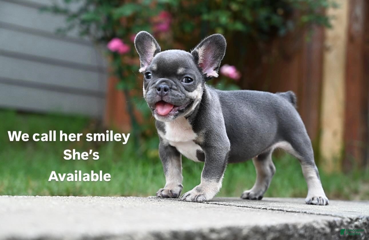 French Bulldog dogs French Bulldog 2 - Ad 2