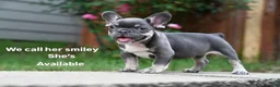 French Bulldog dogs for sale: French Bulldog 2 - Ad 5