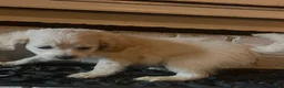 Malshi dogs for sale: Malshi F - Ad 2