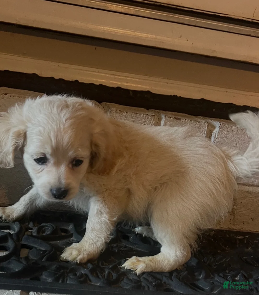 Malshi dogs for sale: Malshi F - Ad 2
