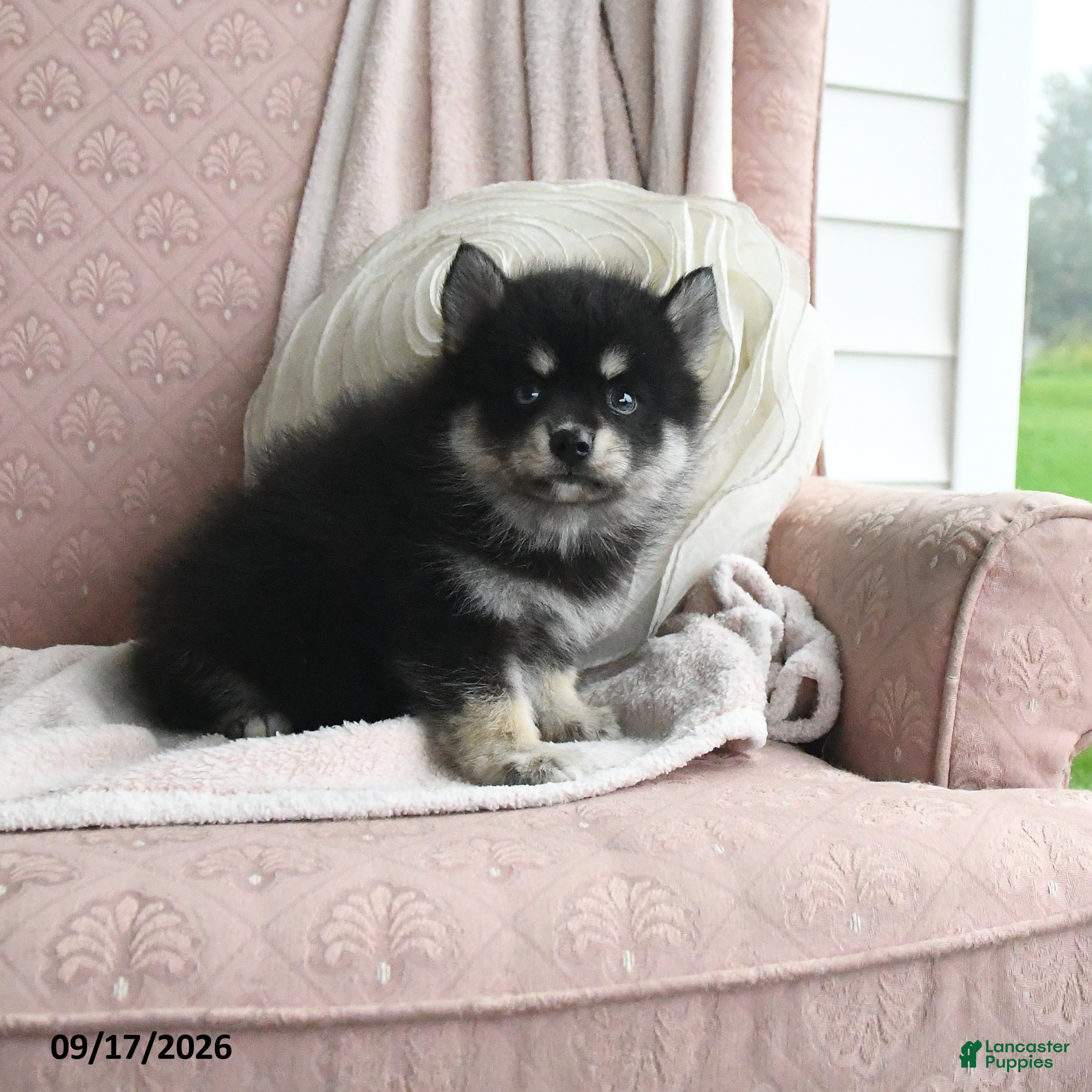 Pomsky dogs Blake - Ad 1