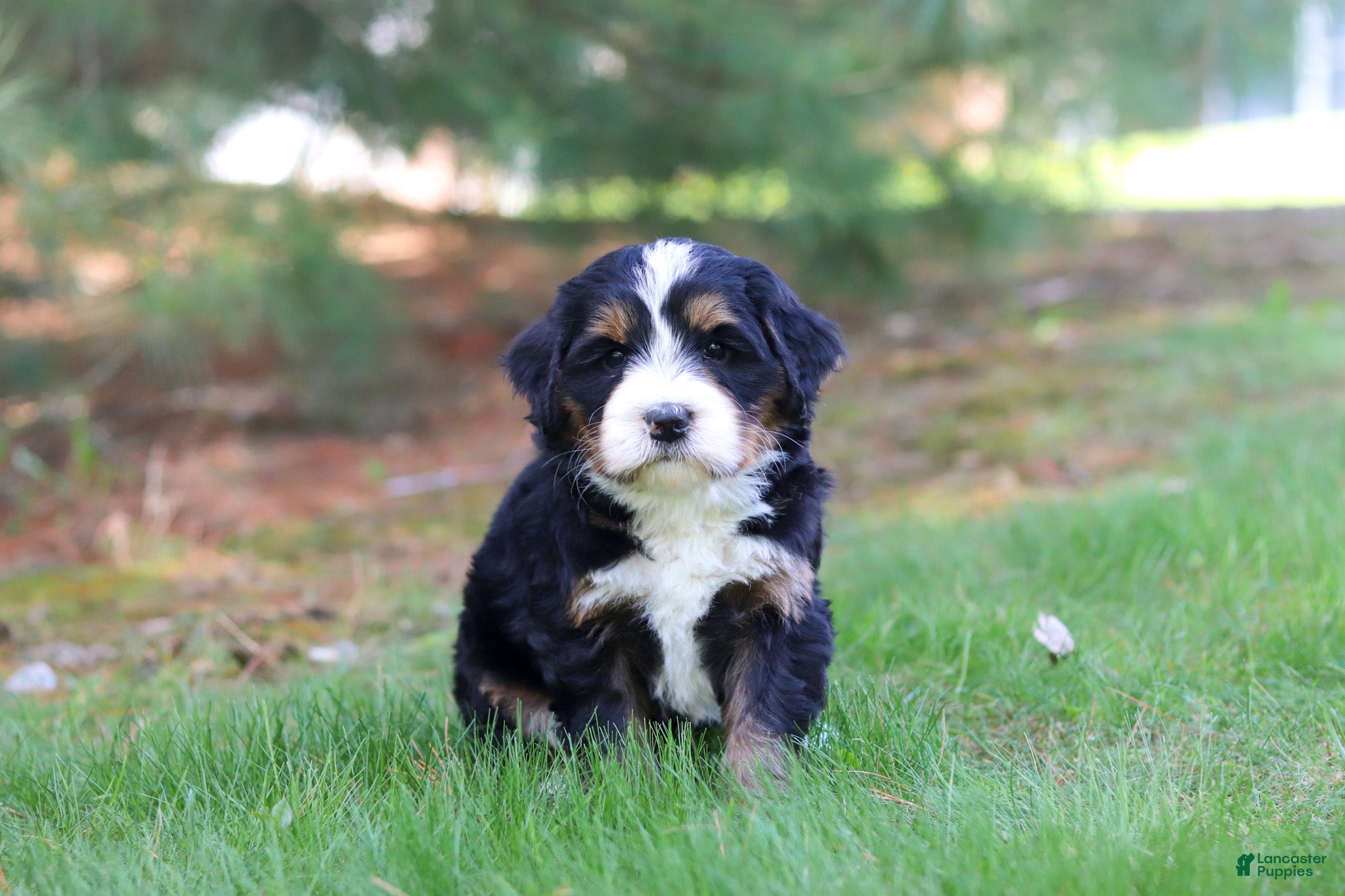 Mini Bernedoodle dogs Chance - Ad 2