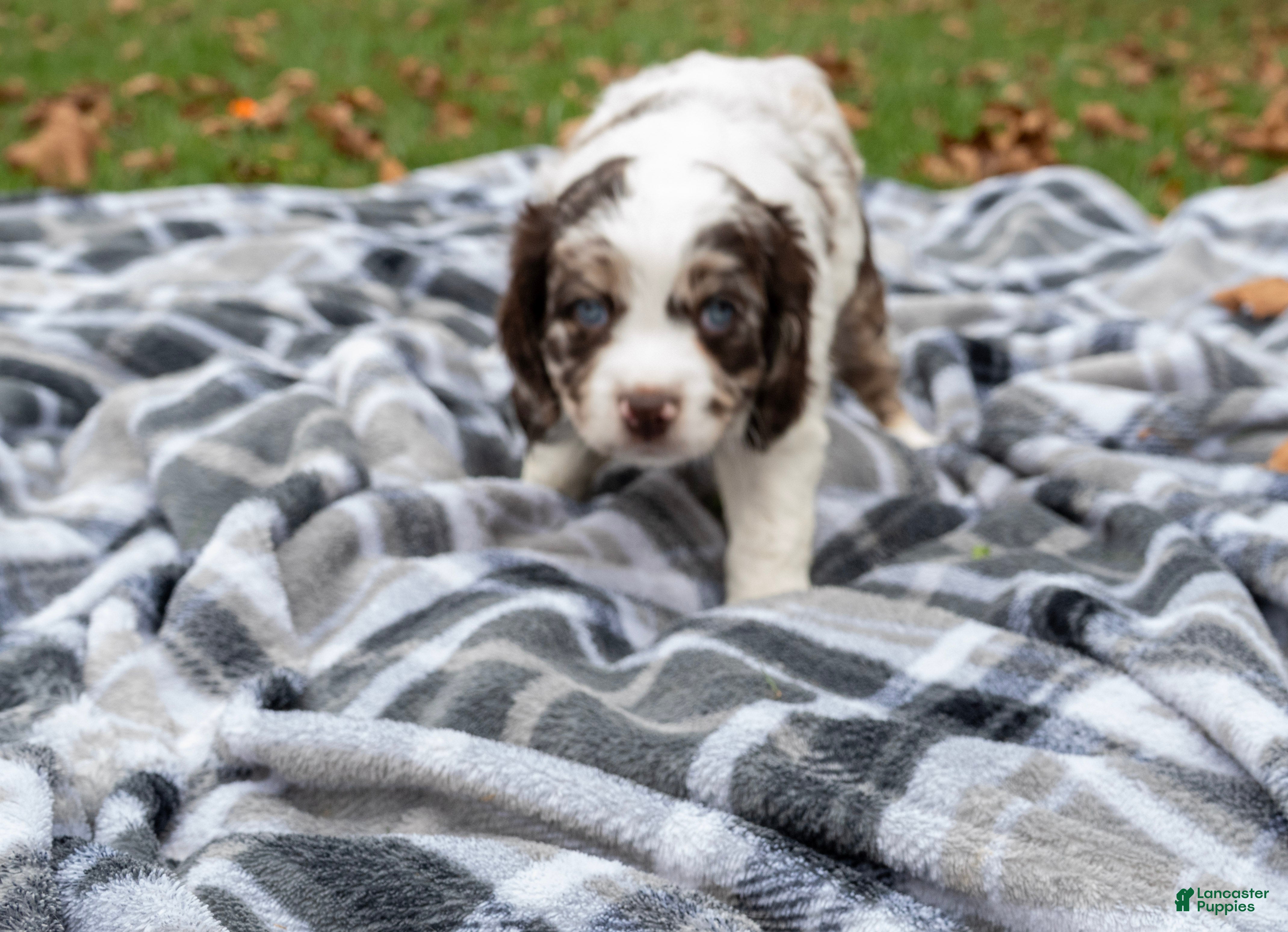 Spaniel Mix Puppies Lhasa Cocker Cocker Spaniel Lhasa Apso Cross For Sale  Albert Purebred, Healthy, image size:4280x3098