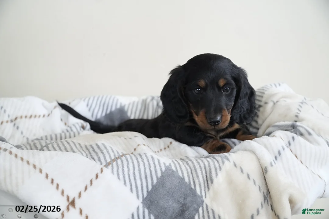 Miniature Dachshund dogs for sale: Coffee - Ad 4