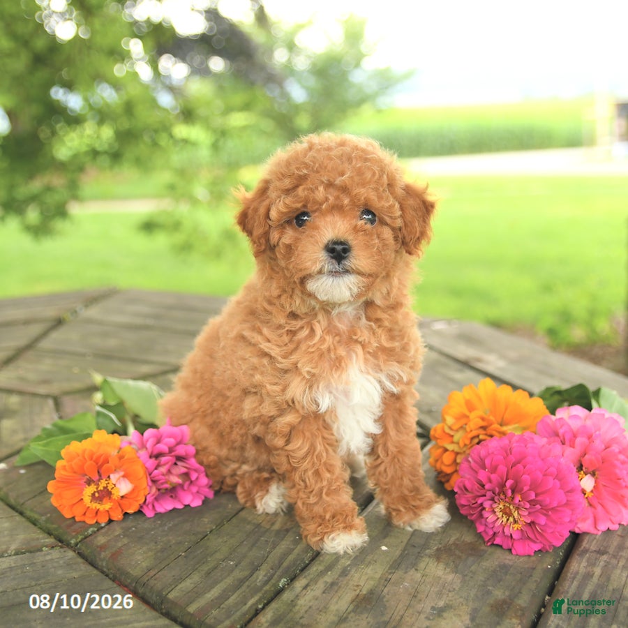 Toy Poodle dogs Lily - Ad 2