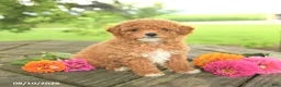 Toy Poodle dogs for sale: Lily - Ad 2