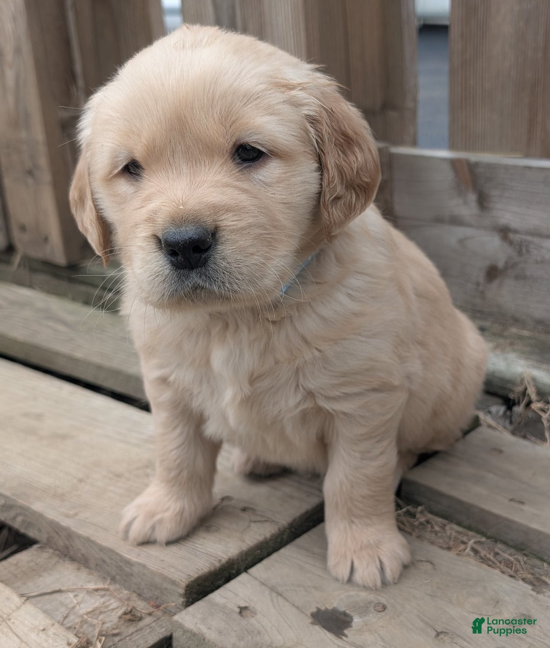 Golden Retriever dogs for sale: Rocky - Ad 9