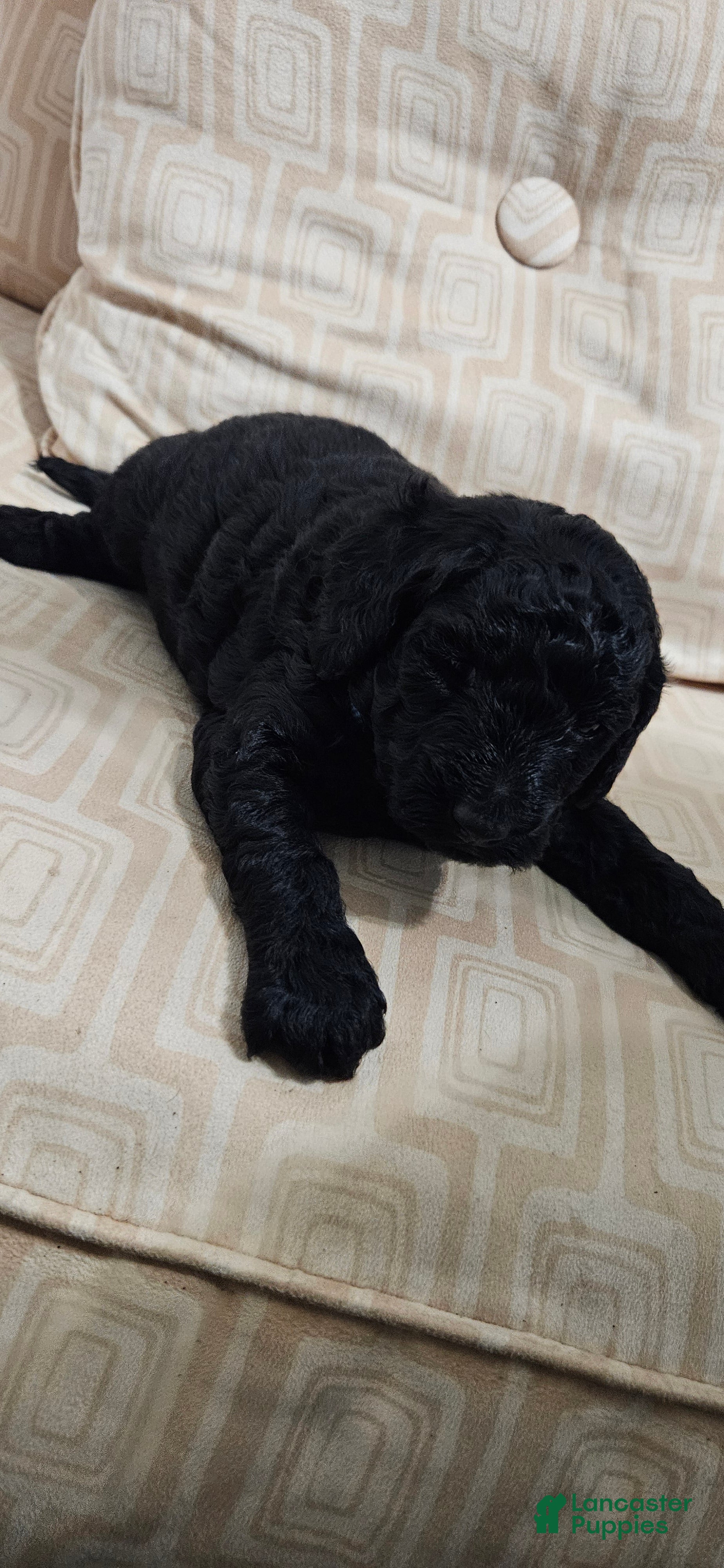 Miniature Poodle dogs for sale: Miniature Poodle 3 - Ad 2